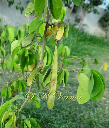  Branch bearing a legume